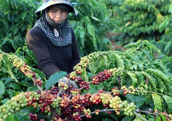 nguồn gốc cây cà phê tại việt nam ttxvn 20151226 caphe