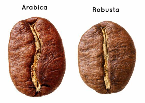 Cách phân biệt cà phê Arabica và Robusta 1