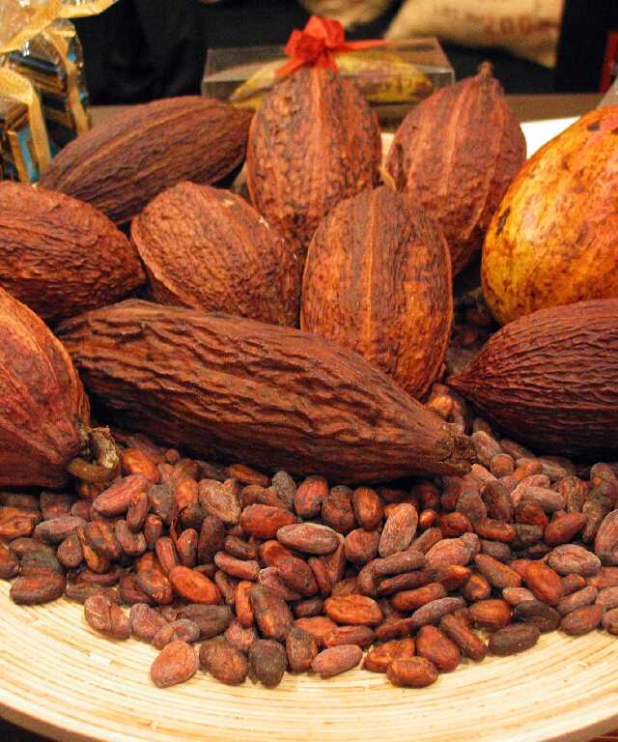 Hạt Cacao Lên Men Sấy Khô